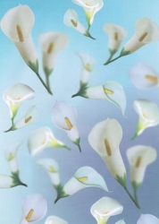 Transparentpapier Flora, Calla, 115 g, DIN A 4, 1 Blatt