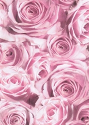 Transparentpapier Rosen, rosa, 115 g, 50 x 61 cm, 1 Rolle